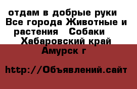 отдам в добрые руки - Все города Животные и растения » Собаки   . Хабаровский край,Амурск г.